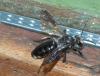 Andrena agilissima